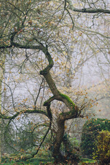 Fototapeta na wymiar Verwachsener Baum Nebel Dunst