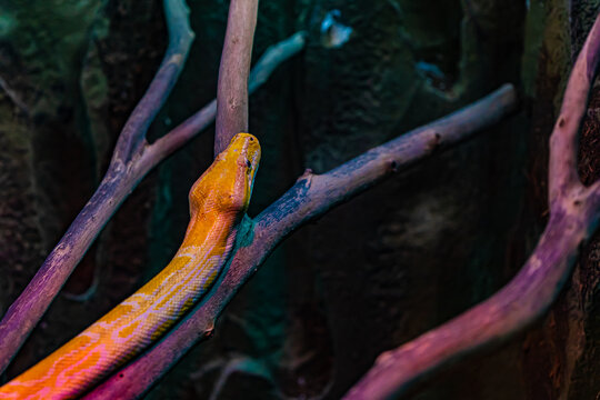 yellow python portrait close up