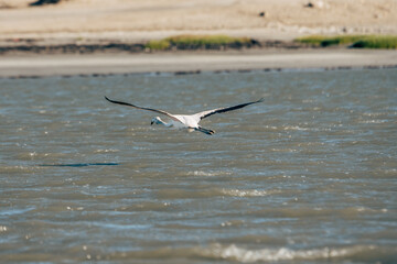 Flamingo (Phoenicopterus roseus) im Jugendgefieder fliegt über das Wasser am Diaz Point bei Lüderitz, Namibia