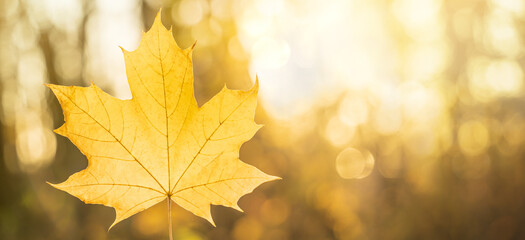 Naklejka na ściany i meble Yellow maple Autumn leaf close-up on the blurred background with bokeh at sunset with copy space. Fall banner with soft golden light.