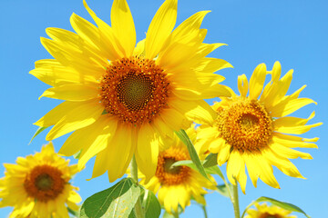 Group of Vivid Yellow Sunflowers Blossoming in the Sunshine Field