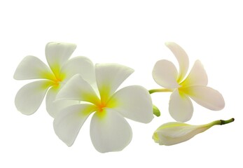 Fototapeta na wymiar Tropical flowers frangipani (plumeria) isolated on white background