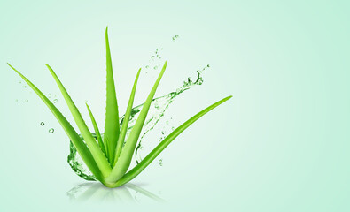 Aloe Vera on green background. Aloe Vera plant and splash of juice or water. 