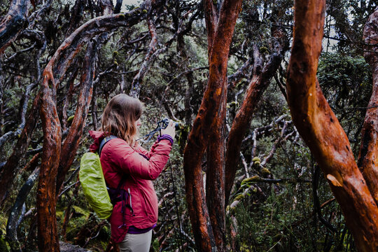 A woman taking a photo using her camera's screen display in a paper tree forest endemic to the mid- and high-elevation regions of the tropical Andes. Cajas National Park, Cuenca, highlands of Ecuador.