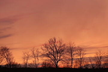Fototapeta na wymiar alberi al tramonto in inverno