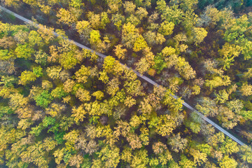 Aerial view of colorful autumn forest. Trees with yellow and green foliage. Narrow path leads through the plant world. Drone point of view. Pattern.