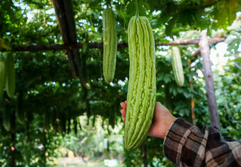 Woman picking Bitter melon , Bitter gourd from a tree. farmer producer of bio food for local...