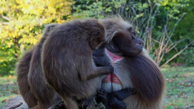 Family of gelada baboons (Theropithecus gelada)