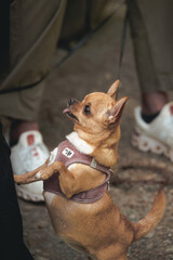 Ein kleines Chihuahua weibchen wartet auf das wohlverdiente Leckerli, nach einer langen Wanderung
