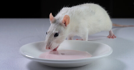 Domestic white rat eating the yogurt