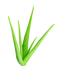 Aloe vera plant isolated on white or transparent background.
