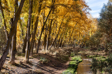 Obraz premium Paisaje otoñal, alameda en el mes de noviembre