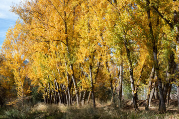 Paisaje otoñal, alameda en el mes de noviembre
