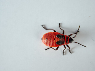 European Firebug on a white background. Pyrrhocoris apterus  
