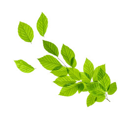 Branch of tree with green leaves isolated on white or transparent background.