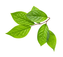 Fototapeta premium Branch of tree with green leaves isolated on white or transparent background.