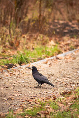 Black crow flying against the background of autumn trees in the park.