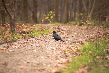 Black crow flying against the background of autumn trees in the park.