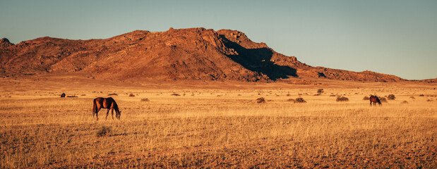 Panorama - Namibische Wildpferde grasen im Licht der untergehenden Sonne (Garub, Namibia)