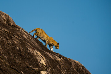 Asian Leopard walking down a rock 