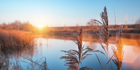 Fluffy reed plant growing on river bank at sunset. Wildlife and nature concept.