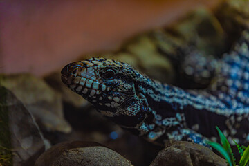 portrait lizard on the rock