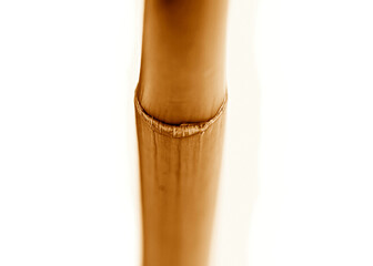 Branches of bamboo isolated on white background.