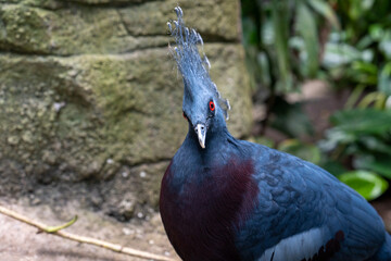 portrait of a bird