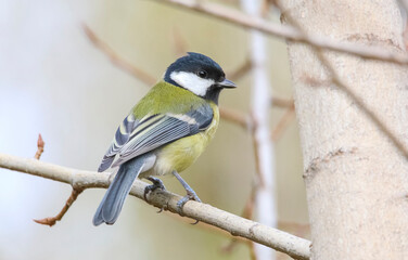 Fototapeta premium Great Tit (Parus major) is a songbird that lives in orchards and woodlands. 