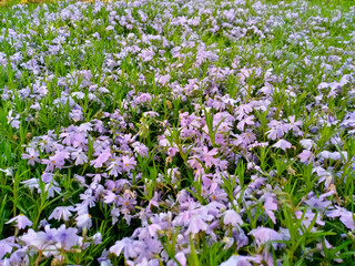 Fototapeta premium Purple flowers in the field. Nature background