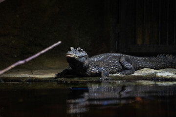 Ein kleines Krokodil sitzt still am Wasserbecken
