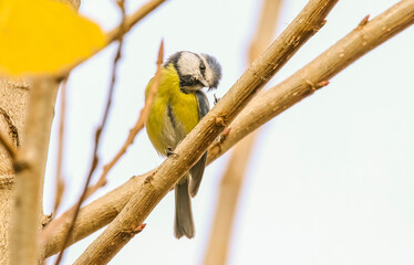 Eurasian Blue Tit (Cyanistes caeruleus) is a bird that lives in woodlands and orchards.