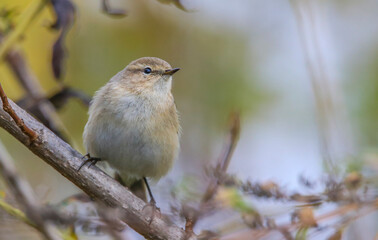 Common Chiffchaff (Phylloscopus collybita) is a common bird that lives in forests, sparsely wooded lands, parks, bushes and gardens.