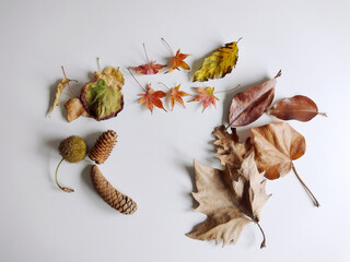 Autumn dry leaves on white background. Top view. Decorative and festive concept. Mock up, flat lay