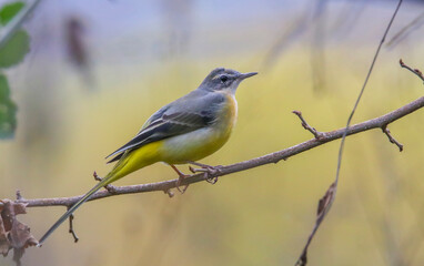 Grey Wagtail (Motacilla cinerea) is a wetland bird that lives near streams and lakes. It is usually lives in high places.