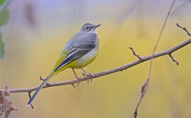 Grey Wagtail (Motacilla cinerea) is a wetland bird that lives near streams and lakes. It is usually lives in high places.