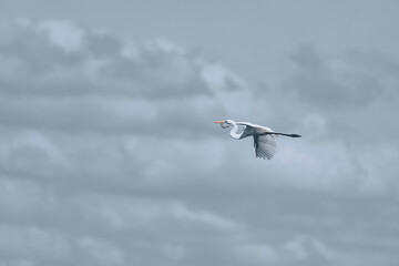 Great egret flying high in the sky