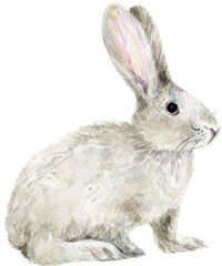 Watercolor rabbit bunny hair illustration, PNG with transparent background, graphic resource for invitations, cards, logo design, posters, patterns, nursery décor 