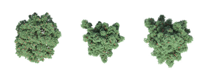 tree top view, isolated on white background, 3D illustration, cg render