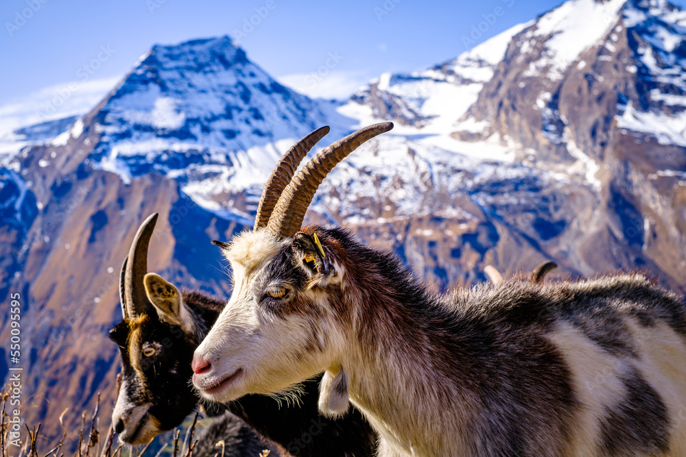 Poster goat at the grossglockner mountain