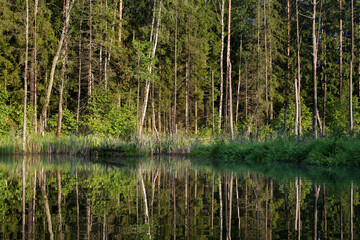 Lake in the forest