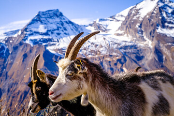 Obraz premium goat at the grossglockner mountain