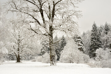 Fototapeta premium Natural winter landscape