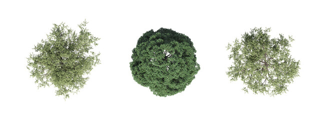 tree top view, isolate on a transparent background, 3d illustration © vadim_fl
