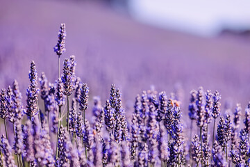 Beautiful purple lavender flowers in a field close-up