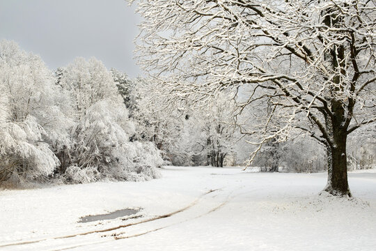 Natural winter landscape