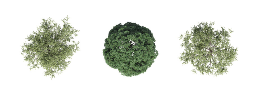 tree top view, isolate on a transparent background, 3d illustration