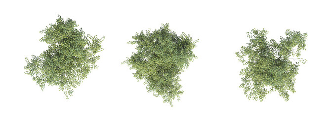 tree top view, isolate on a transparent background, 3d illustration © vadim_fl
