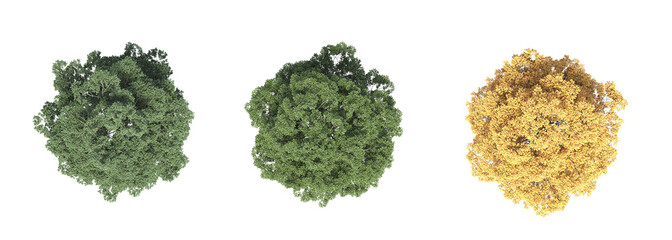 tree top view, isolate on a transparent background, 3d illustration © vadim_fl