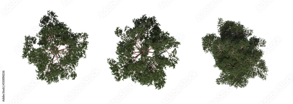 Wall mural tree top view, isolate on a transparent background, 3d illustration